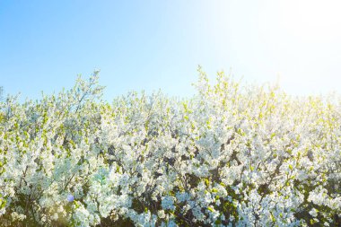 Bahar çiçekleri ağacı. Doğal arkaplan.