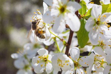 Beyaz çiçekli bir çiçeğin üzerindeki arı.
