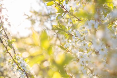 Kiraz çiçekleri, Japon bahar manzaraları