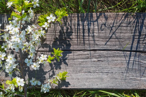 Bloemen op houten achtergrond — Stockfoto