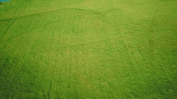 Воздушное видео, пролетающее над зеленой травой на закате весной — стоковое видео