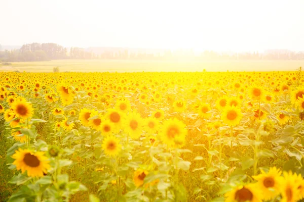 Sonnenblumenfeld bei Sonnenuntergang. Feld blühender Sonnenblumen auf einem Hintergrund Sonnenuntergang — Stockfoto