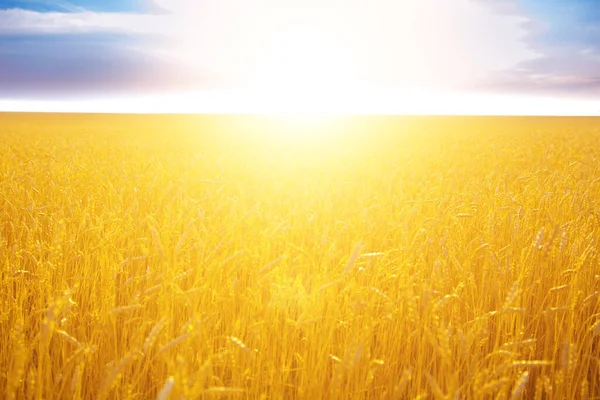 Belo pôr do sol sobre o campo de trigo. Natureza fundo — Fotografia de Stock