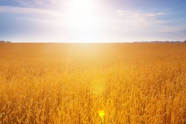 Pšeničné pole při krásném západu slunce. Pozadí přírody — Stock fotografie