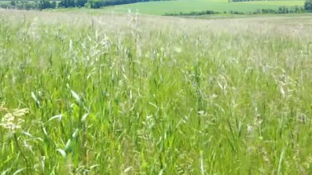 Gras zwaait in de wind op een hete zomerdag. Midden op de dag, de zon op zijn hoogtepunt. Kinderlijke schaduwen — Stockvideo