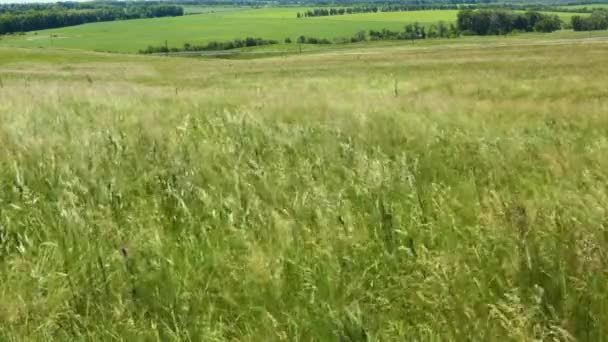 L'herbe oscille dans le vent par une chaude journée d'été. Mi-journée, le soleil à son zénith. — Video