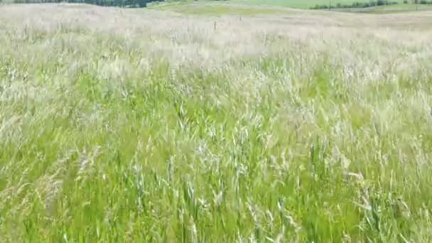 Grass sways in the wind on a hot summer day. Mid day, the sun at its zenith. — Stock Video