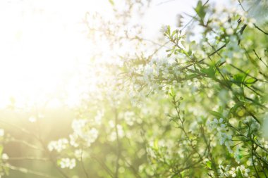 Sakura Çiçeği ya da Kiraz Çiçeği Güzel Doğa Arkaplanı