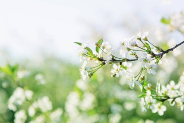 Sakura Çiçeği ya da Kiraz Çiçeği Güzel Doğa Arkaplanı