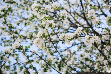 Sakura Çiçeği ya da Kiraz Çiçeği Güzel Doğa Arkaplanı