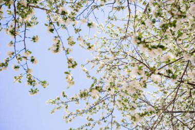 Sakura Çiçeği ya da Kiraz Çiçeği Güzel Doğa Arkaplanı