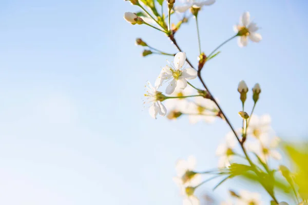 Sakura Flor Flor Cerezo Con Hermoso Fondo Naturaleza —  Fotos de Stock