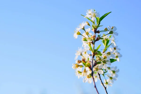 Sakura Kwiat Lub Kwiat Wiśni Pięknym Tle Natury — Zdjęcie stockowe