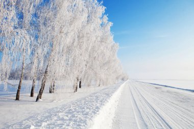 Mavi gökyüzüne karşı karda bir ağacın dalı. Soğuk kış günü - karlı dal.