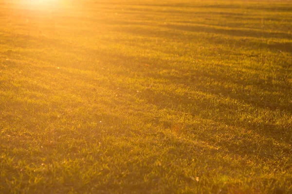 Herfst Zomer Achtergrond Zonsondergang Geel Wild Gras — Stockfoto