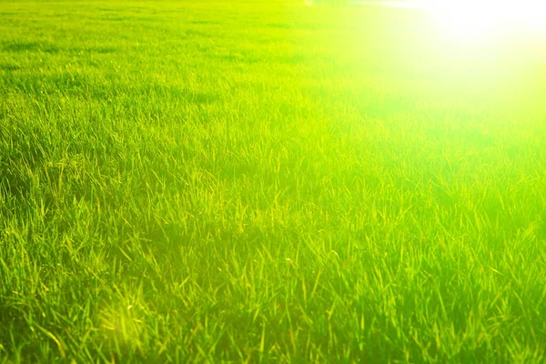 緑の背景の上に新鮮な野生の草によって日光 — ストック写真