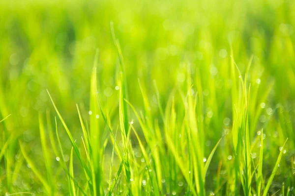 Зелений Фон Свіжій Дикій Траві Краплями Води Над Сонячним Промінням — стокове фото