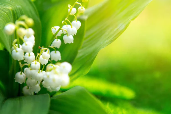 Lily Valley Nature Flowers Sunny Day — Stock Photo, Image