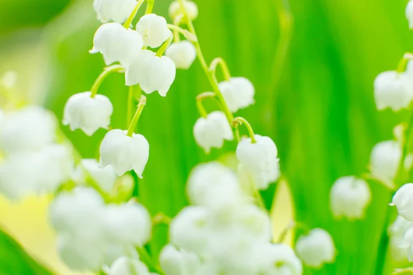 Hermosos Lirios Blancos Del Valle Mañana — Foto de Stock