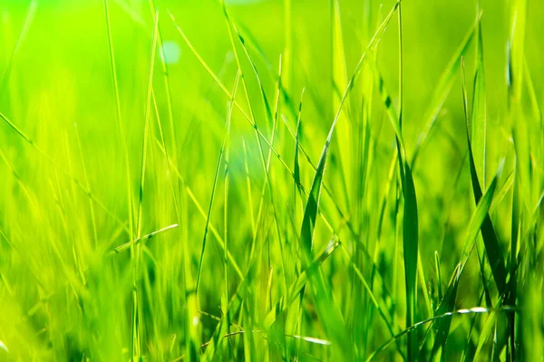 Hierba Verde Fresca Atardecer Con Brillo —  Fotos de Stock