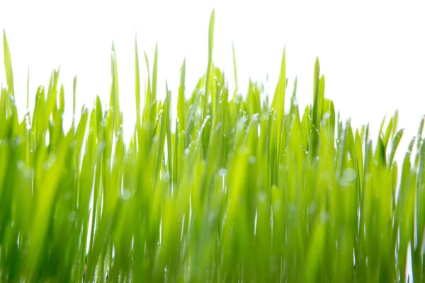 Groen Gras Geïsoleerd Een Witte Achtergrond Kopieer Ruimte — Stockfoto