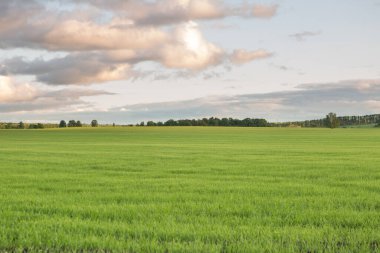 Taze yeşil çimenler ve gün batımında gökyüzü bir yaz akşamında