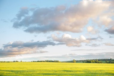 Taze yeşil çimenler ve gün batımında gökyüzü bir yaz akşamında