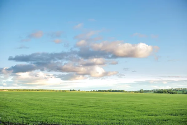 Field Fresh Green Grass Sky Sunset Light Summer Evening — Stock Photo, Image