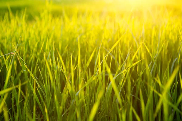 Fris Groen Gras Bij Zonsondergang Licht Een Zomeravond — Stockfoto