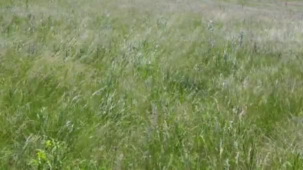 Gras zwaait in de wind op een hete zomerdag. Midden op de dag, de zon op zijn hoogtepunt. — Stockvideo