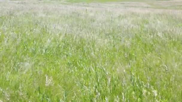 La hierba se balancea en el viento en un caluroso día de verano. Medio día, el sol en su cenit . — Vídeo de stock