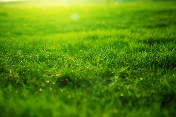 Primavera grama verde brilhante fresco ao pôr do sol em um dia ensolarado quente. Fundo de uma grama verde. Textura de grama verde — Fotografia de Stock