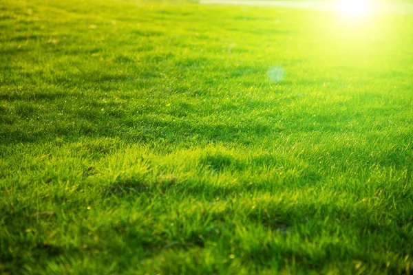 Lente fris helder groen gras bij zonsondergang op een warme zonnige dag. Achtergrond van een groen gras. Groene gras textuur . — Stockfoto