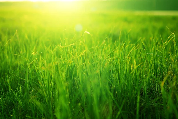 暖かい晴れた日に日没の春の新鮮な明るい緑の草。緑の草の背景。緑の草の質感 . — ストック写真