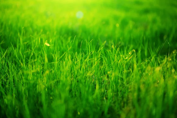 暖かい晴れた日に日没の春の新鮮な明るい緑の草。緑の草の背景の質感。意匠の要素. . — ストック写真