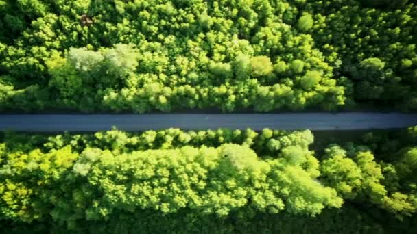 Légi felvétel az útról a zöld nyári erdő közepén — Stock videók