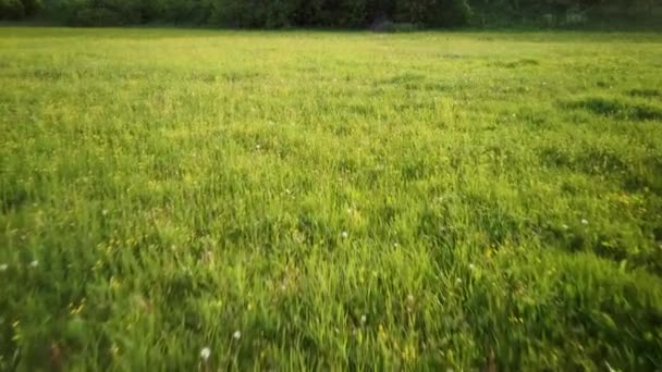 春の日没の間に緑の芝生のフィールド上を飛行する空中ビデオ — ストック動画