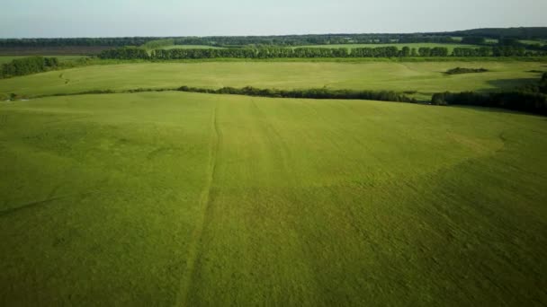 Воздушное видео, пролетающее над зеленой травой — стоковое видео