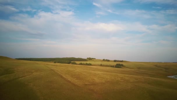 Luchtfoto 's vliegen over geel veld bij zonsondergang — Stockvideo