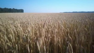 Güneşli yaz gününde gün batımında hava video tarlası