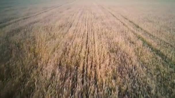 Luftbild Weizenfeld bei Sonnenuntergang an warmen Sommersonnigen Tag — Stockvideo