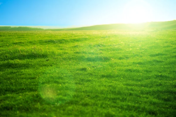 Våren frisk ljust grönt gräs vid solnedgången på en varm solig dag. Vackra fält och solnedgångar. — Stockfoto