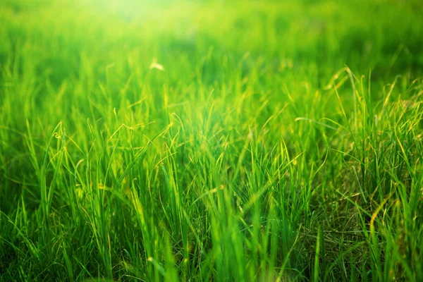 Lente fris helder groen gras bij zonsondergang op een warme zonnige dag. Achtergrond van een groen gras. Groene gras textuur — Stockfoto