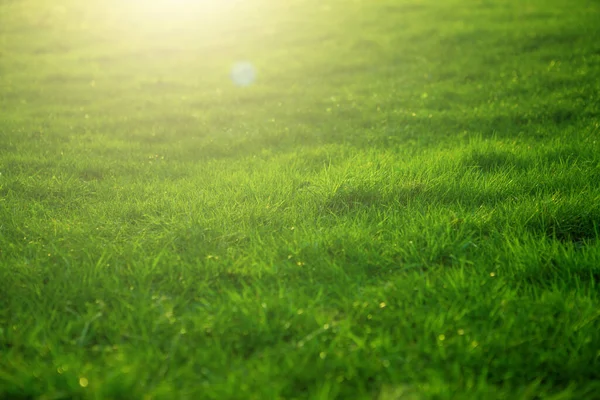 Lente fris helder groen gras bij zonsondergang op een warme zonnige dag. Groene gras achtergrond textuur. — Stockfoto