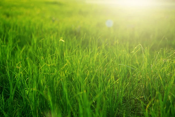 暖かい晴れた日に日没の春の新鮮な明るい緑の草。緑の草の背景色. — ストック写真