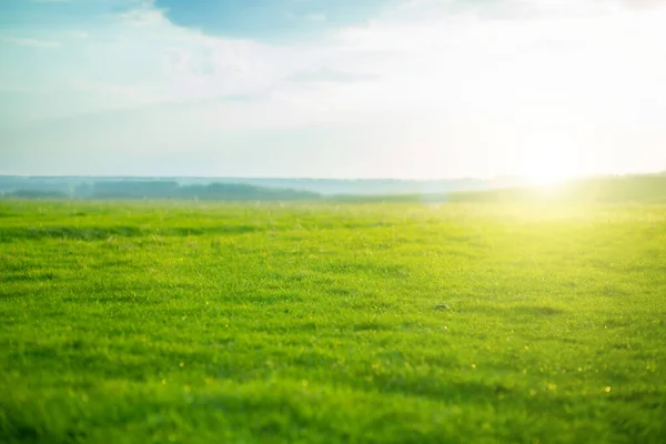 Lente fris helder groen gras bij zonsondergang op een warme zonnige dag. Groene gras achtergrond textuur. — Stockfoto