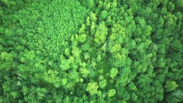 Drohnenaufnahmen von Bergen, die mit grünem Wald bedeckt sind. Luftbild. — Stockvideo