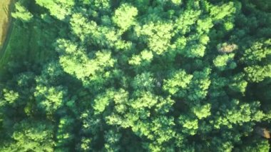 Yazın günbatımında ormanın havadan çekilmiş videosu. Kırsal