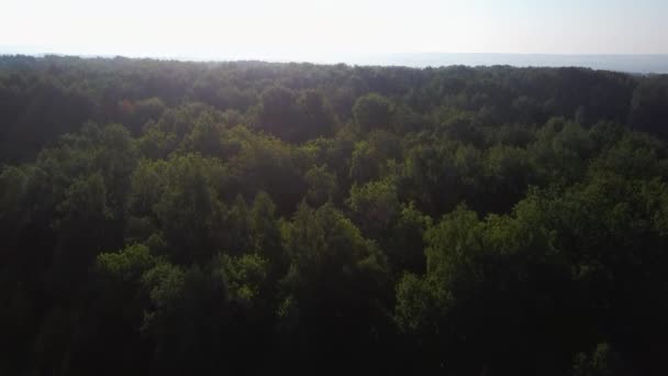 Vídeo aéreo da floresta no verão no por do sol. Campo de aplicação — Vídeo de Stock