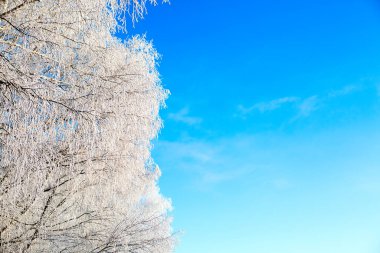 Donmuş huş ağacı mavi kış gökyüzünde güneşli kış gününde